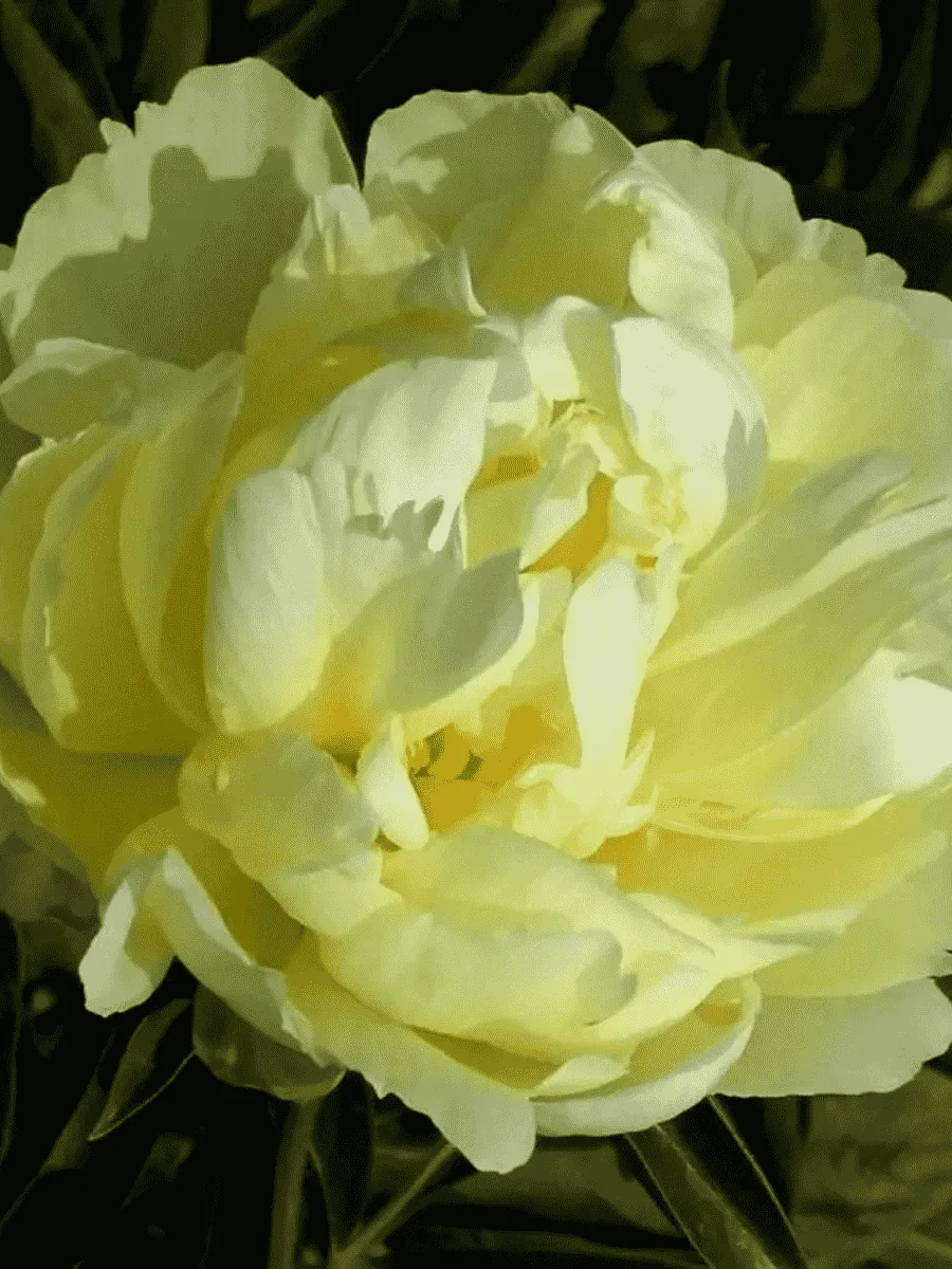 Пион Молочноцветковый Gold Mine