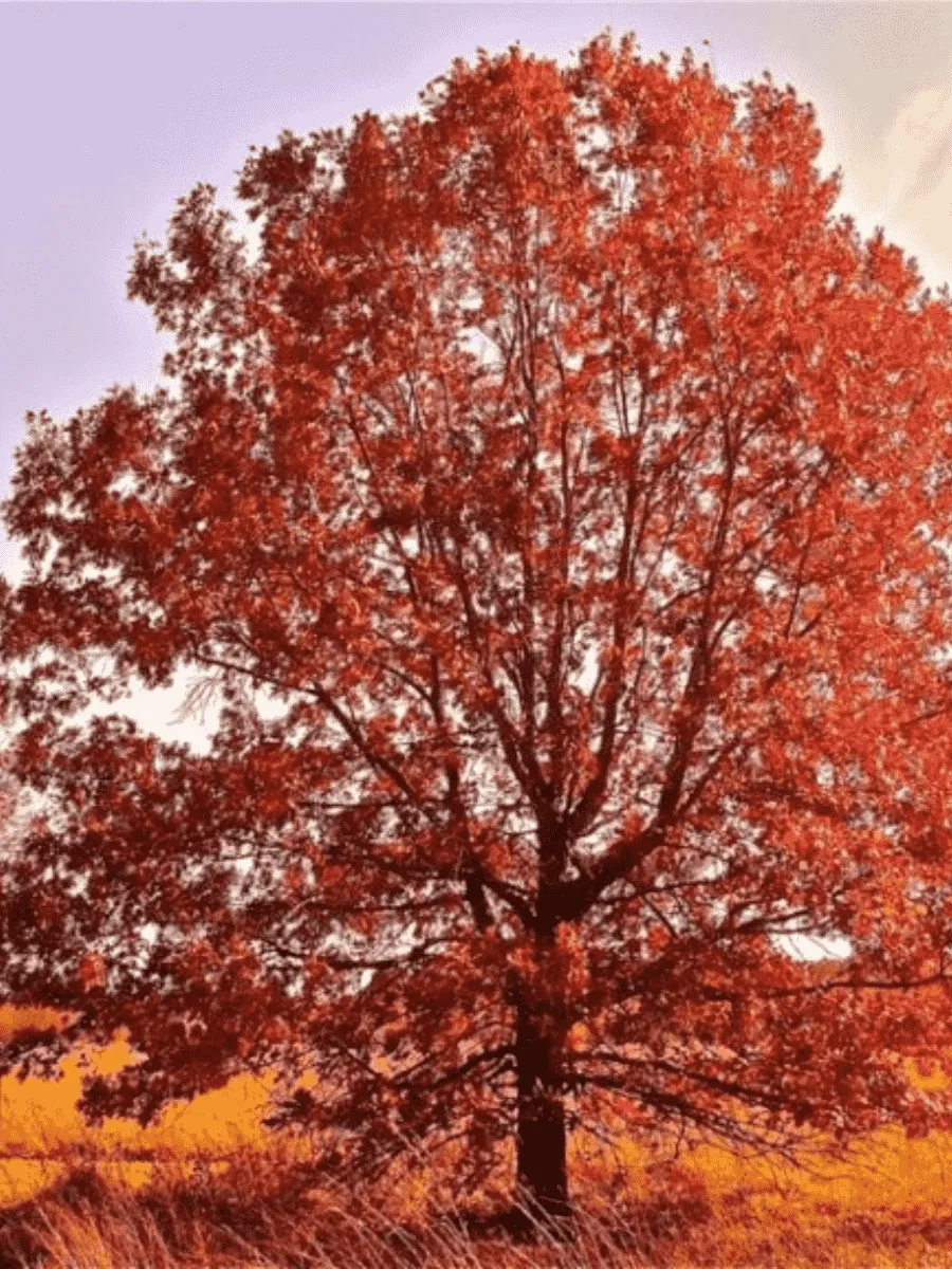 Дуб красный Дуб красный