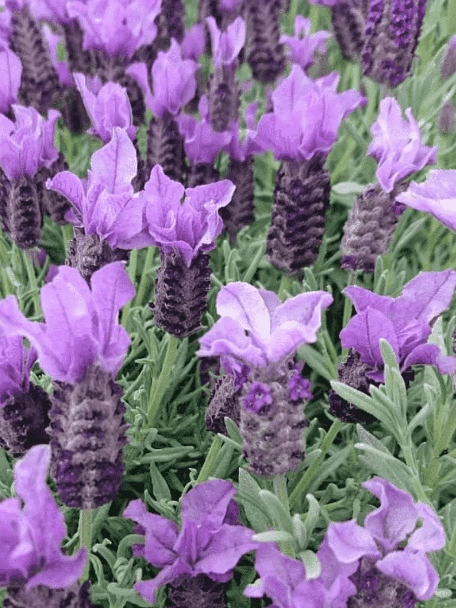 Лаванда французская Great Adventure Лаванда французская Great Adventure