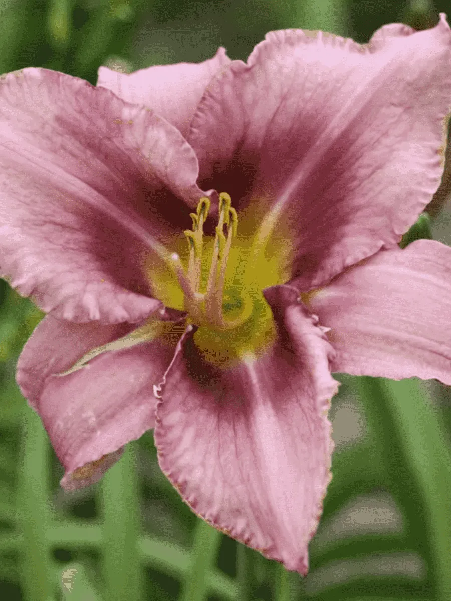 Лилейник Purple Bicolor