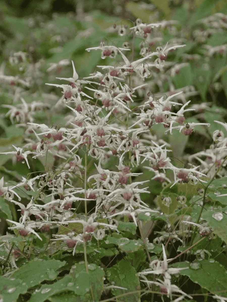 Горянка крупноцветковая Domino