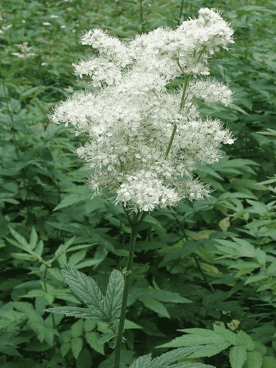 Лабазник Лабазник