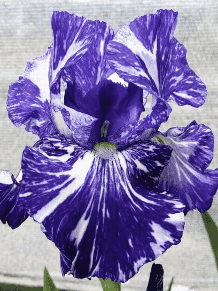 Ирис германский Batik