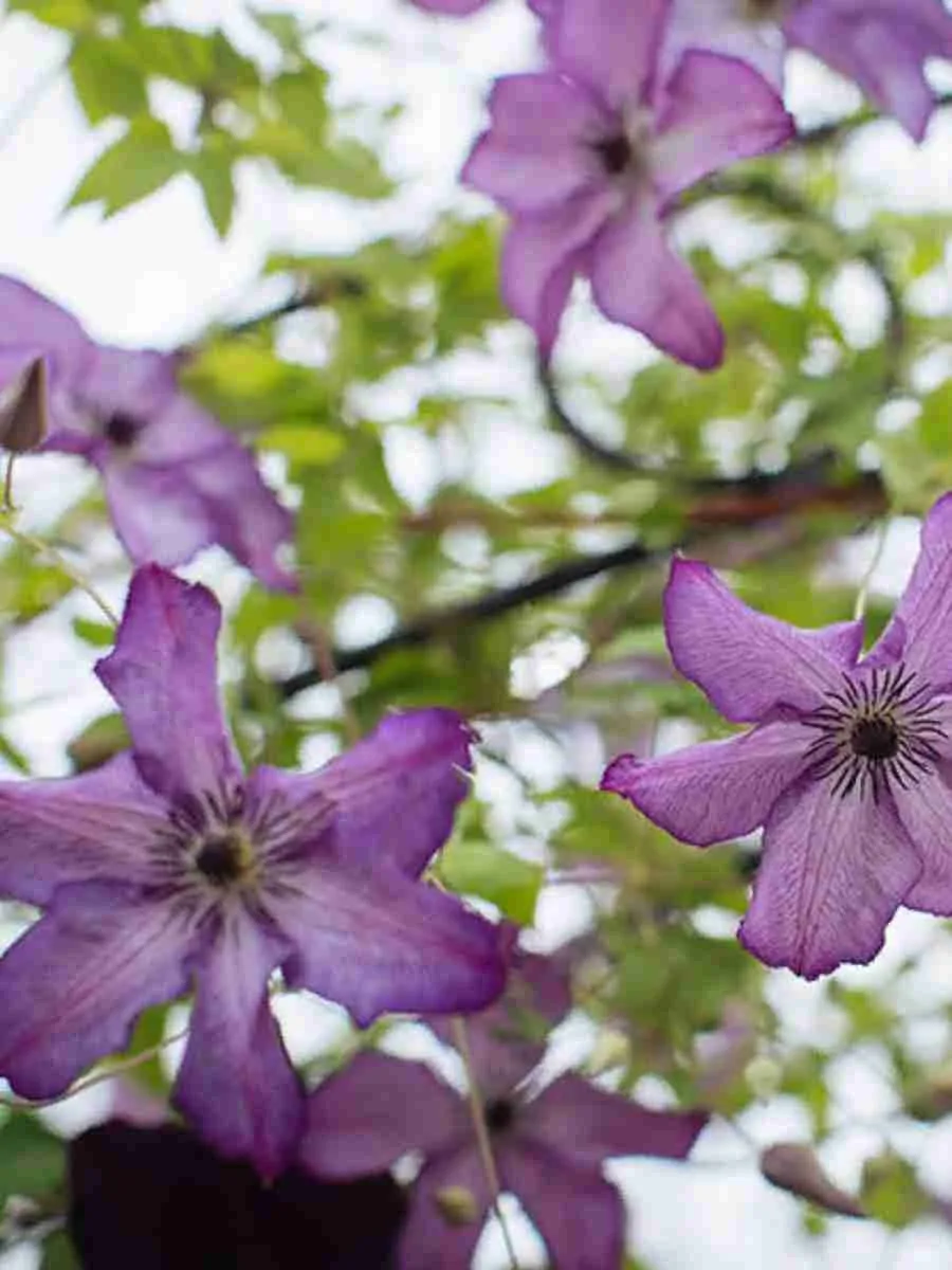 Клематис Super Nova