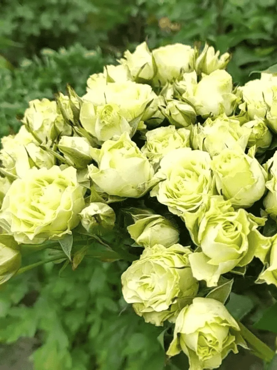 Роза спрей  Luviana Роза спрей  Luviana