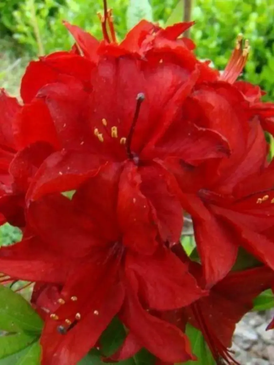 Азалия крупноцветковая Nabucco Азалия крупноцветковая Nabucco