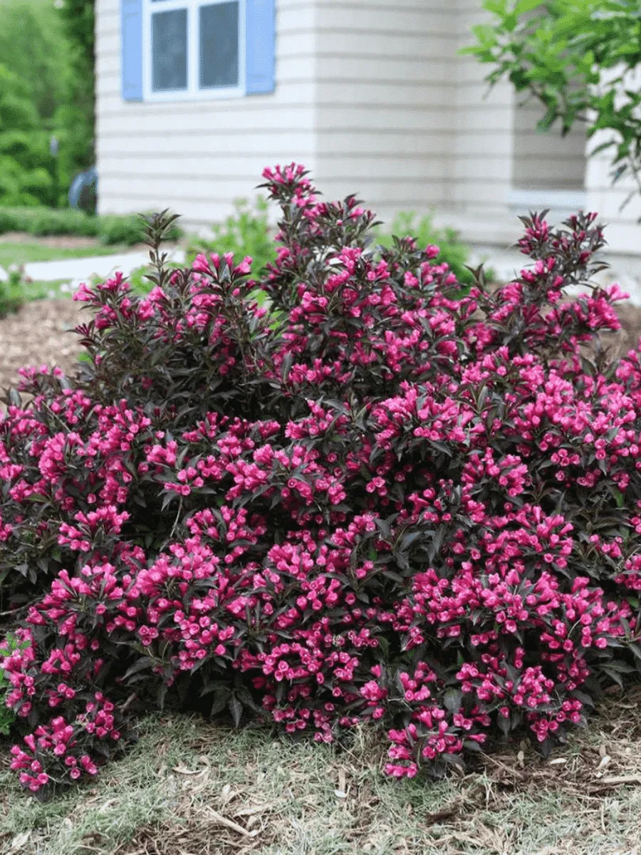 Вейгела цветущая  Purpurea