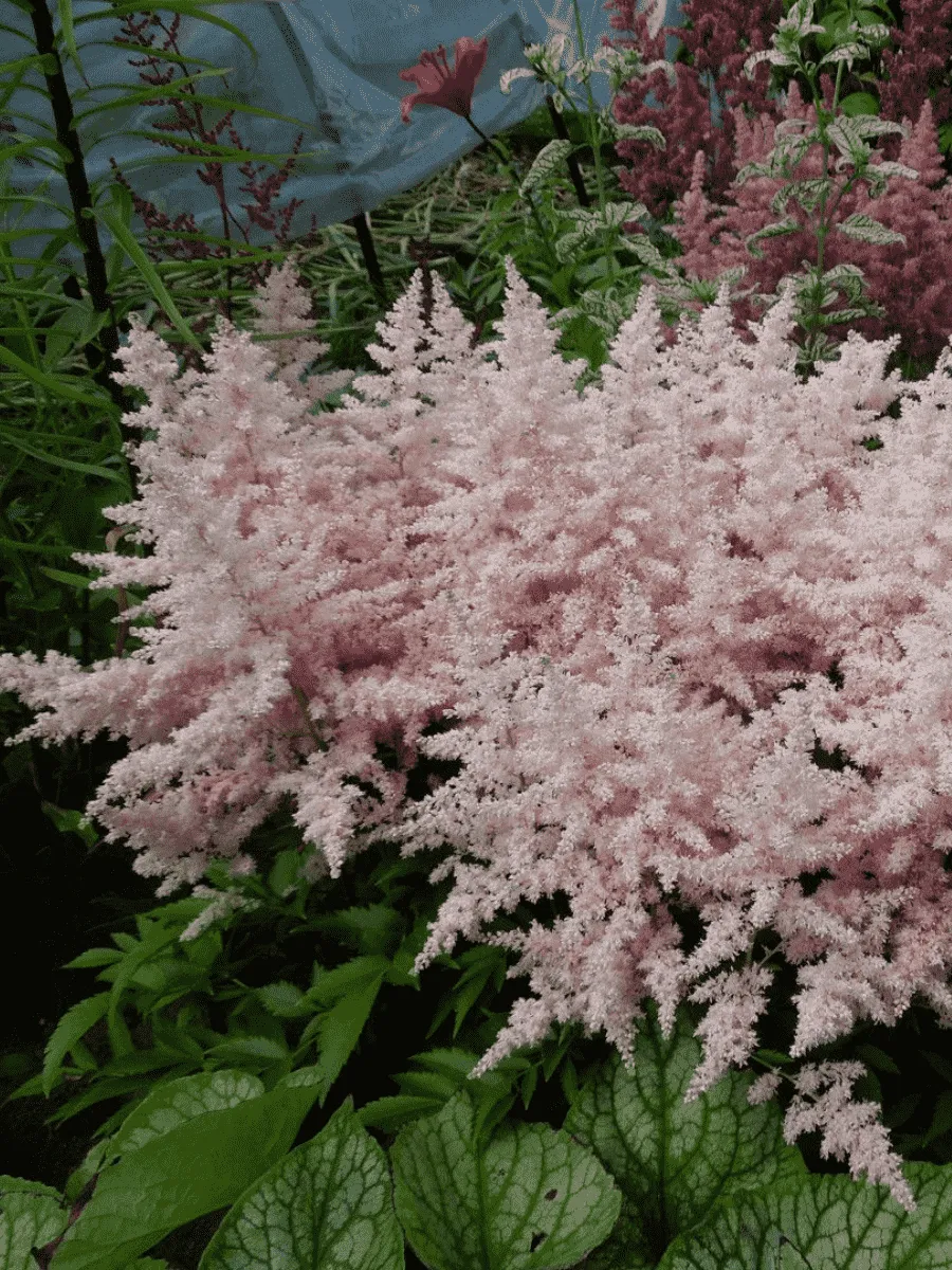 Астильба гибридная Younique Silverypink