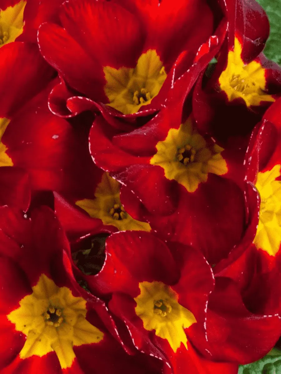 Примула Юлии Wanda Velvet Red Примула Юлии Wanda Velvet Red