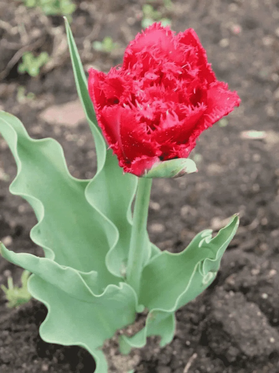 Тюльпан Lion King