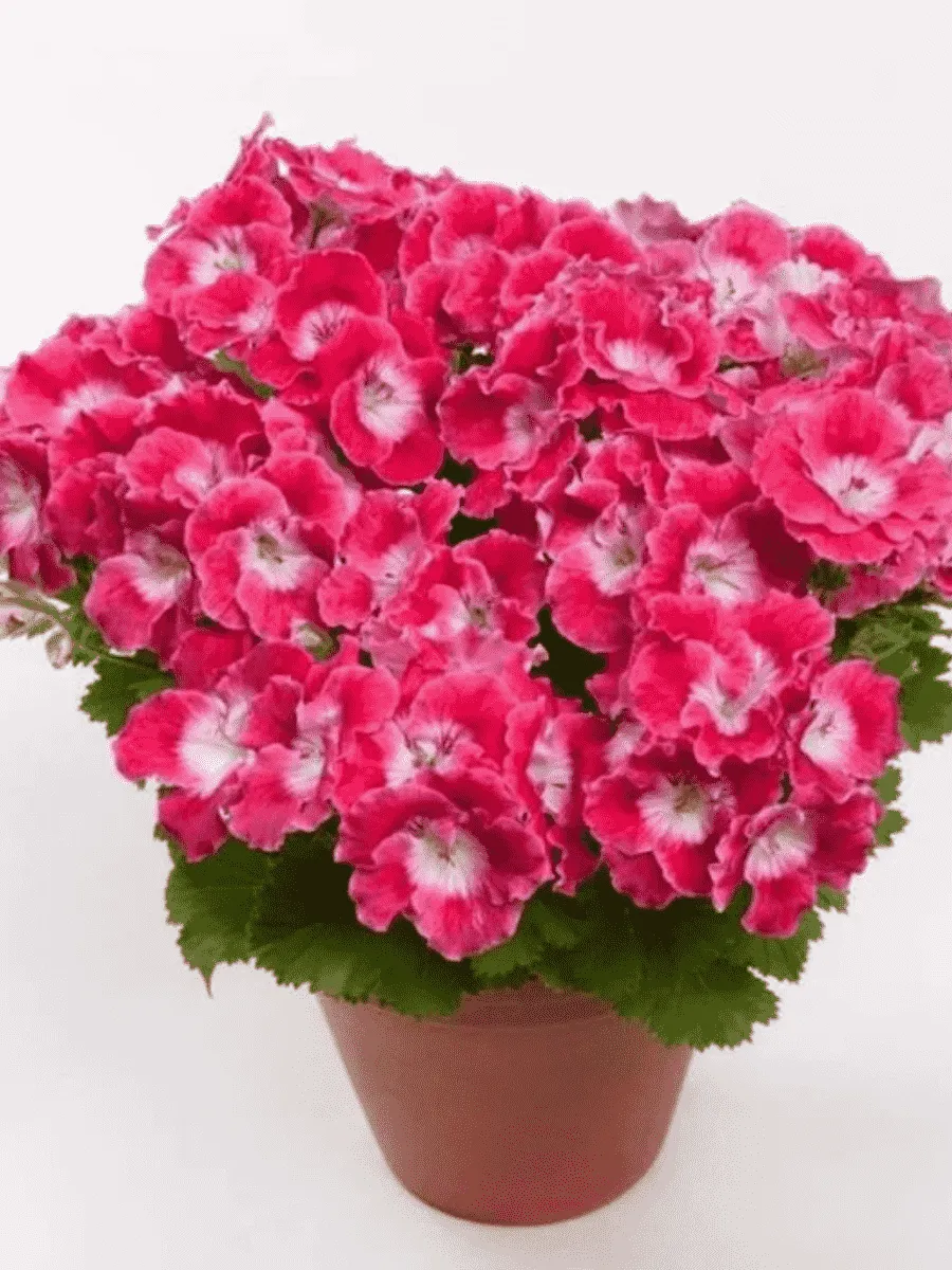 Пеларгония королевская Melua Cherry Rose Пеларгония королевская Melua Cherry Rose