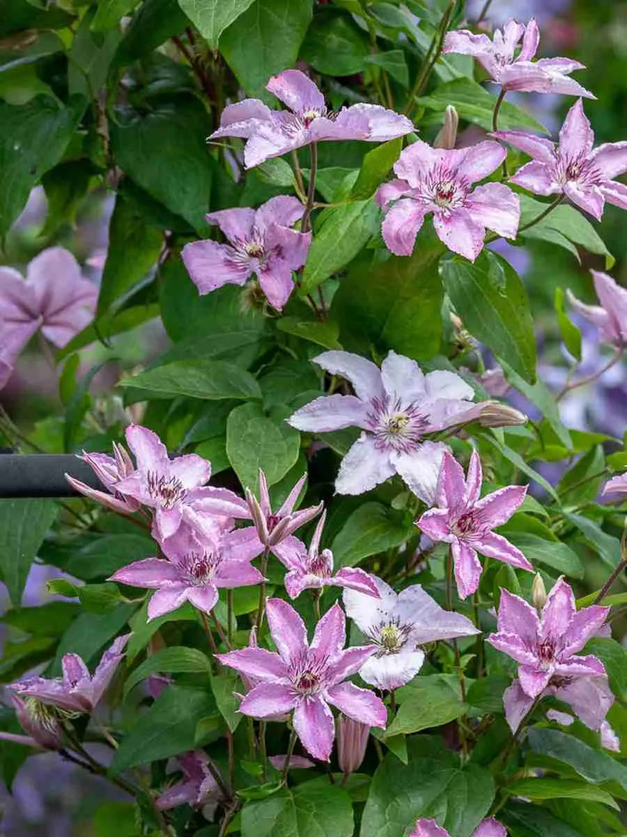 Клематис гибридный Elf Клематис гибридный Elf