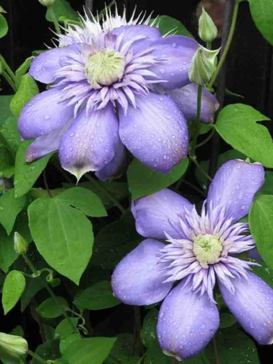 Клематис гибридный Blue Light Клематис гибридный Blue Light