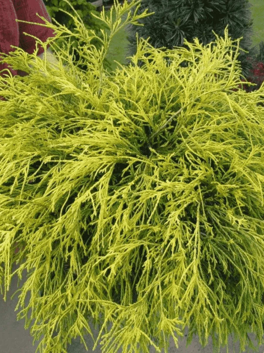 Кипарисовик горохоплодный Golden Mop Кипарисовик горохоплодный Golden Mop