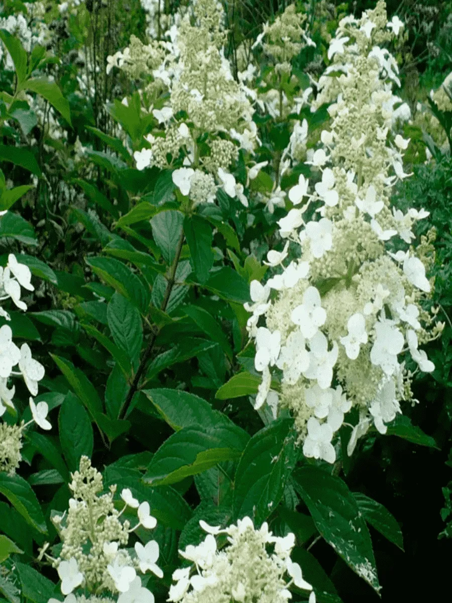 Гортензия метельчатая Pee Wee