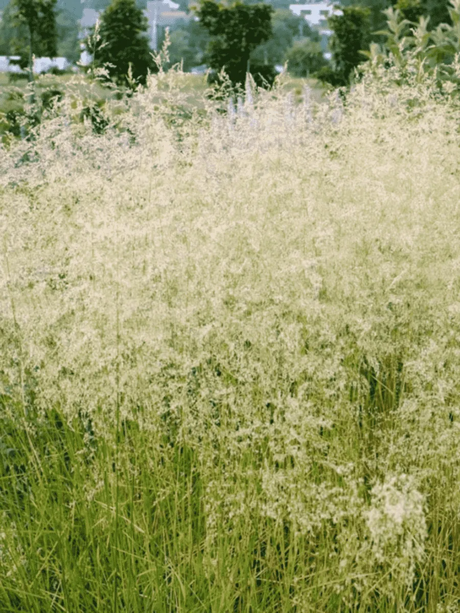 Щучка дернистая Tautrager