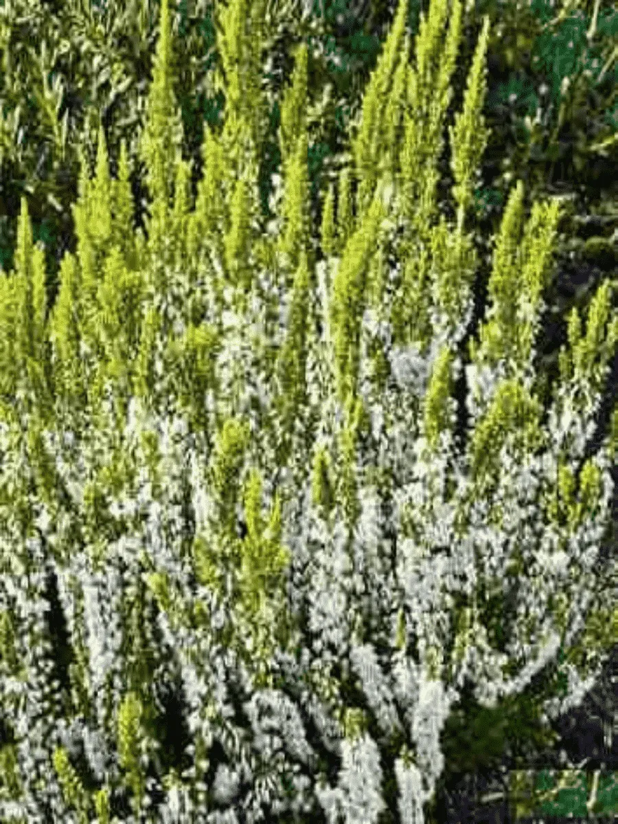 Вереск обыкновенный Darts Parrot