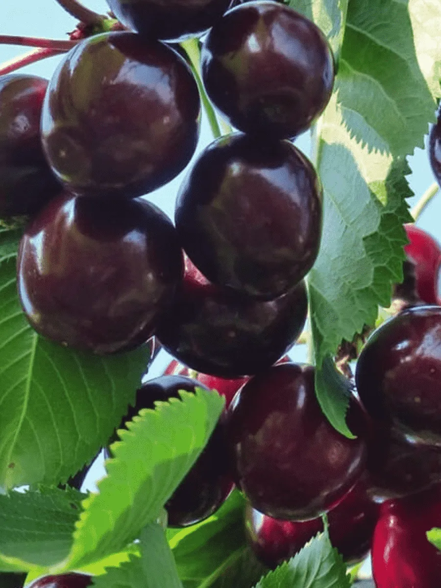 Черешня Ипуть