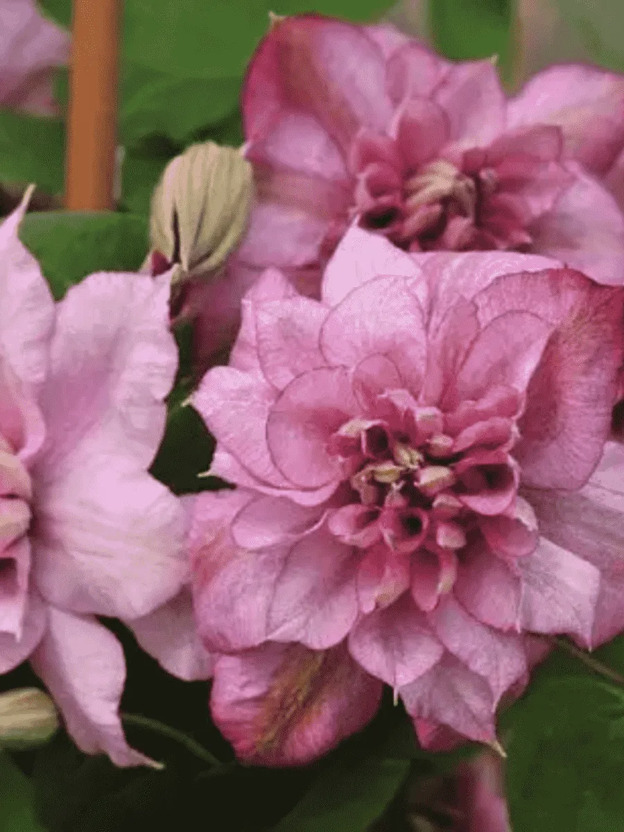 Клематис гибридный Innocent Glance Клематис гибридный Innocent Glance