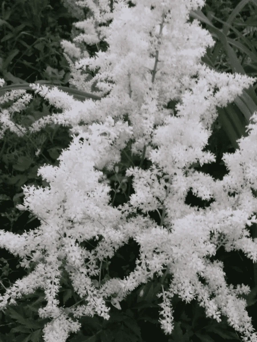 Астильба Арендса Close Harmony