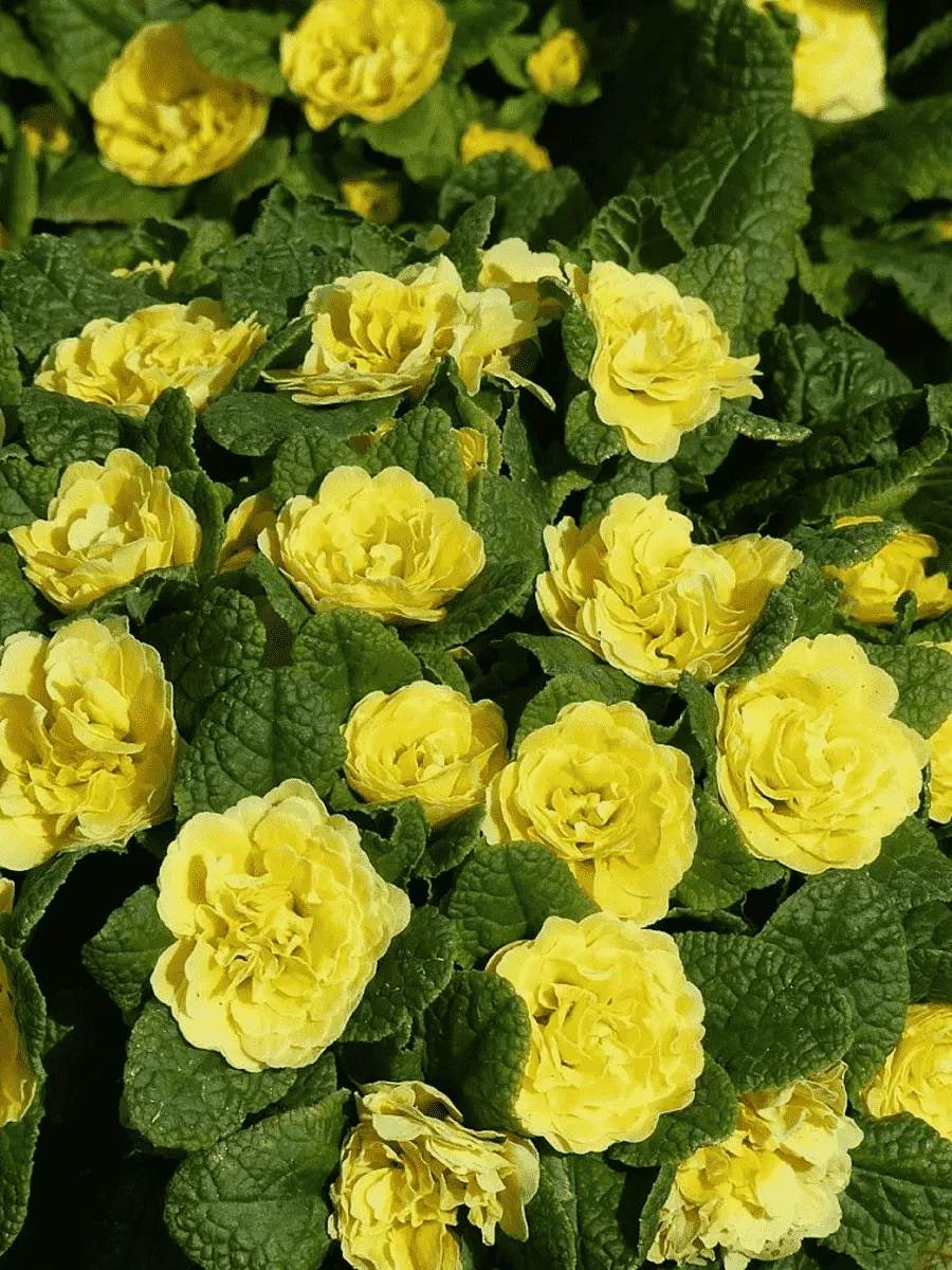 Примула махровая Rosali Golden Yellow Примула махровая Rosali Golden Yellow