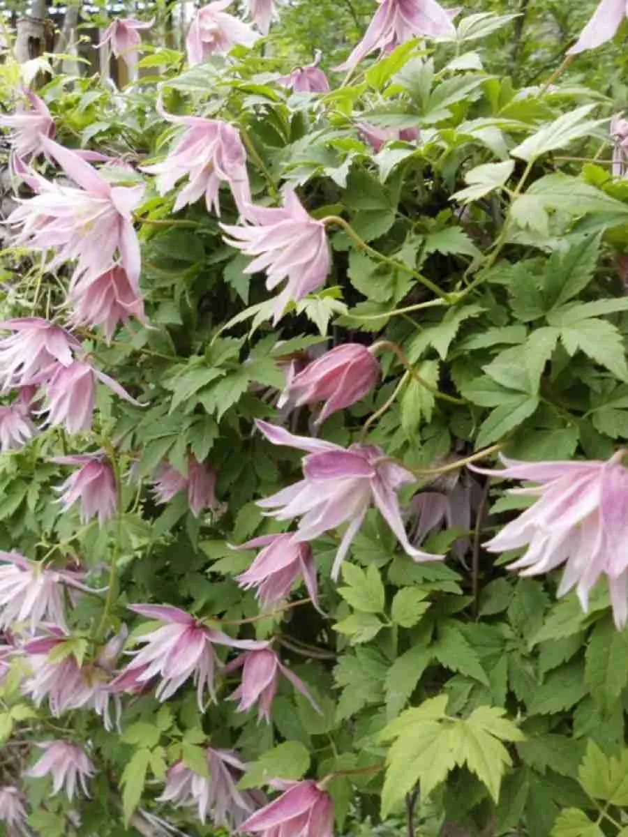 Клематис Pink Dream Клематис Pink Dream
