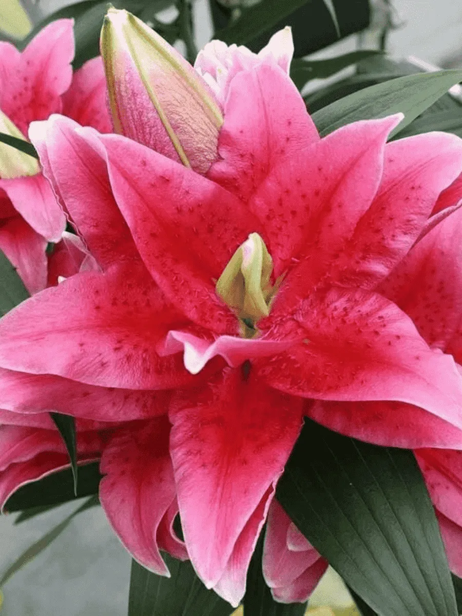 Лилия Roselily Dalinda