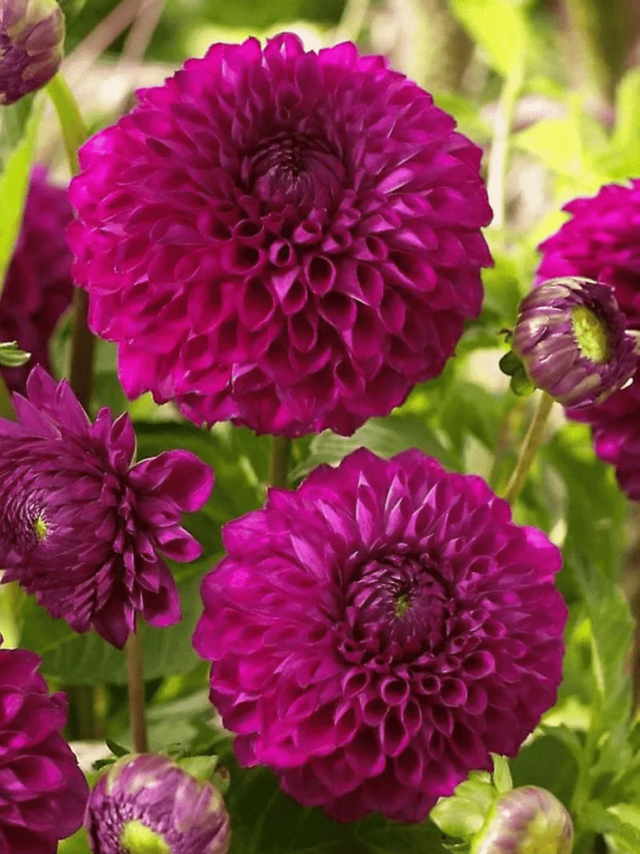 Георгина Boom Boom Purple