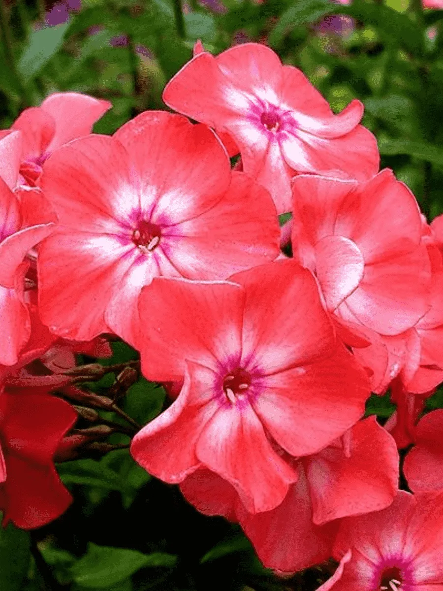 Флокс метельчатый Salmon Glow