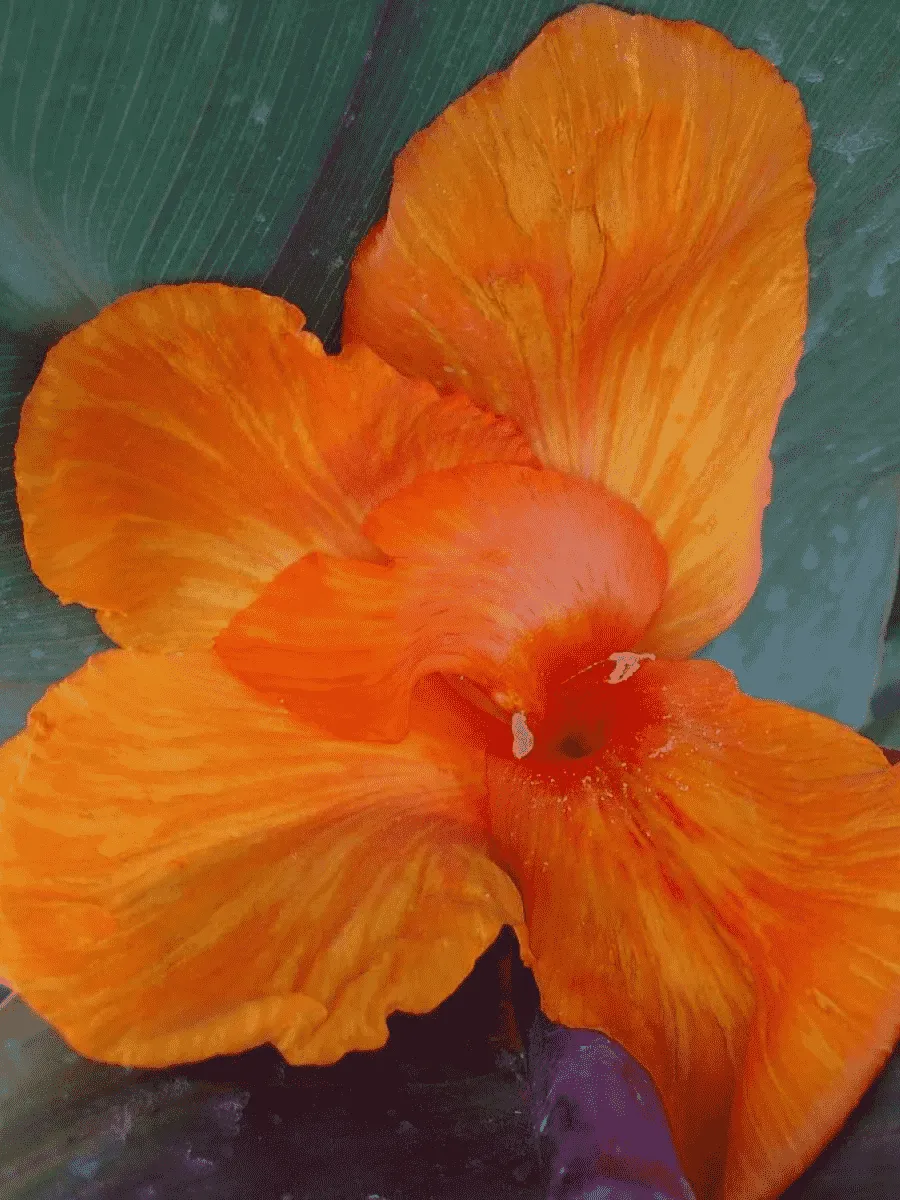 Канна гибридная Liberty