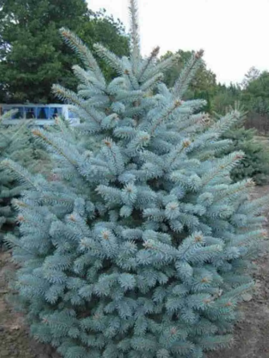 Ель Santa Fe'
