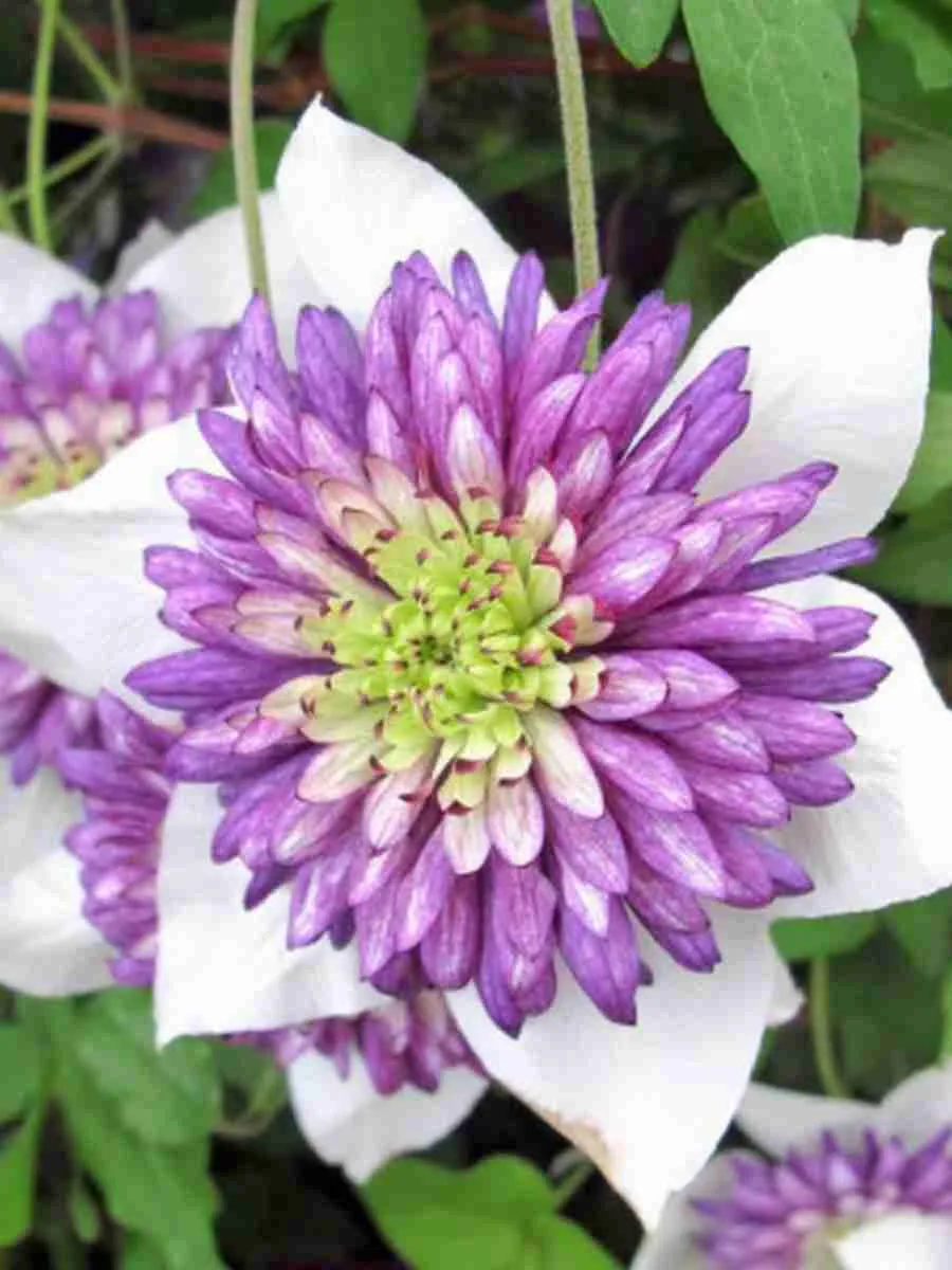 Клематис Viennetta Клематис Viennetta