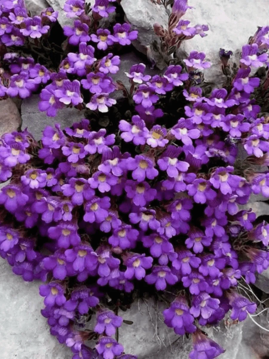 Хеноринум душицелистный Blue Dream Хеноринум душицелистный Blue Dream