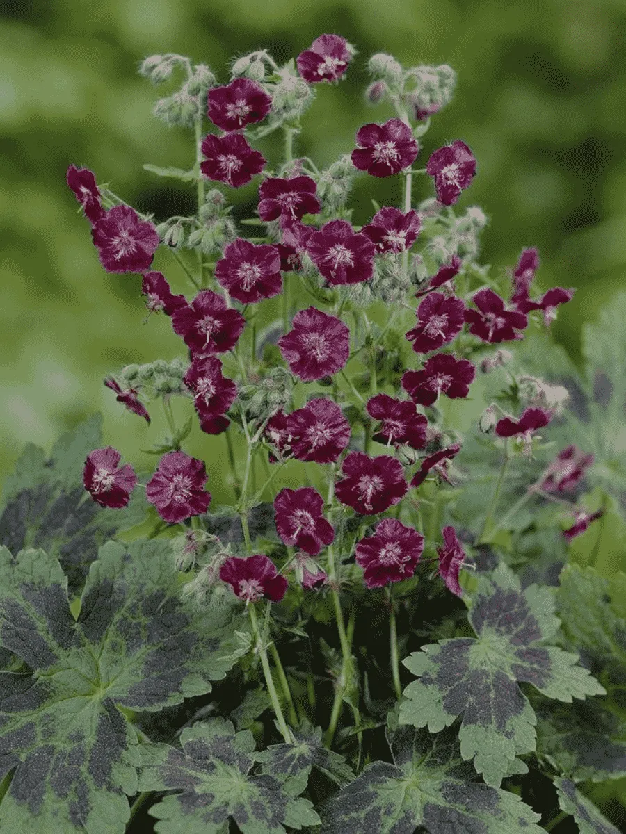 Герань темная Samobor