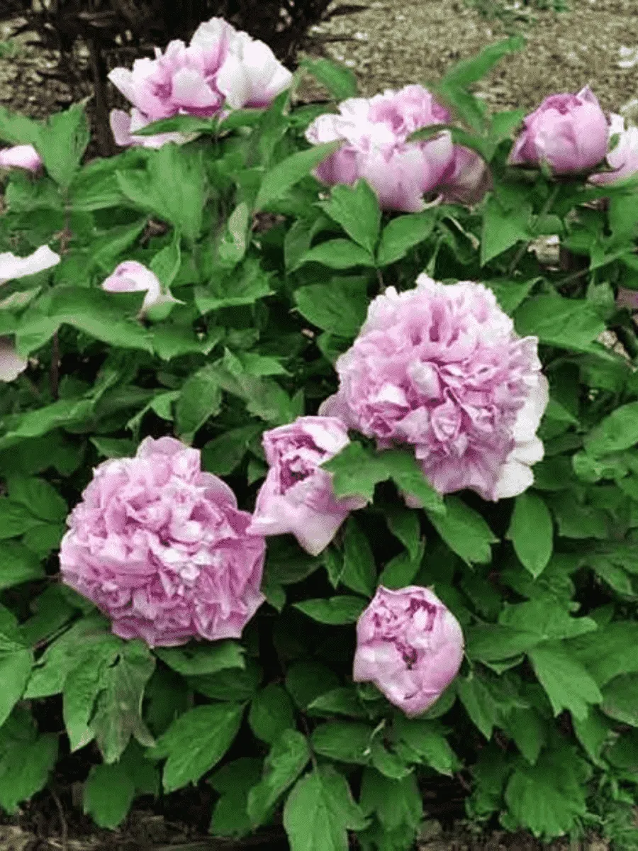 Пион Древовидный Colorful Painting