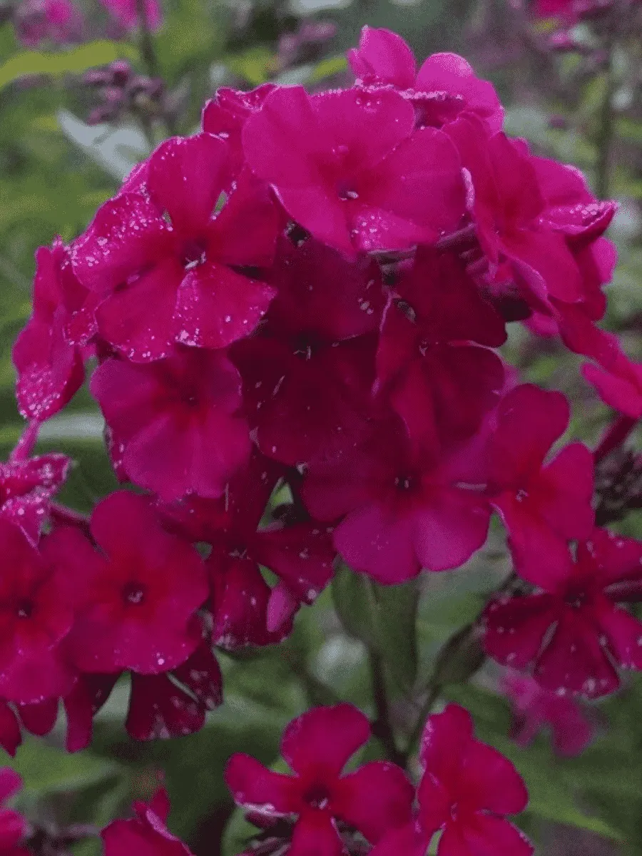 Флокс метельчатый Kirchenfurst