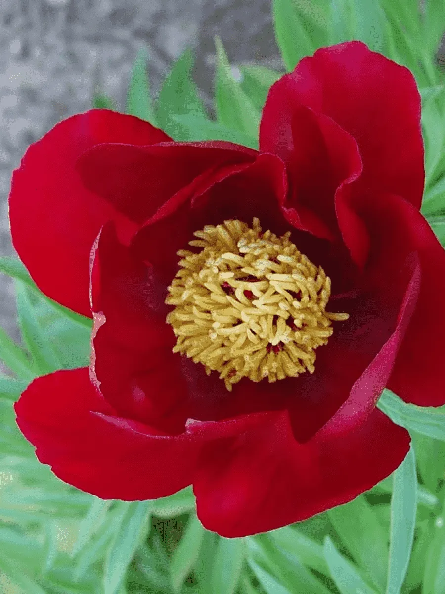 Пион Молочноцветковый Single Red