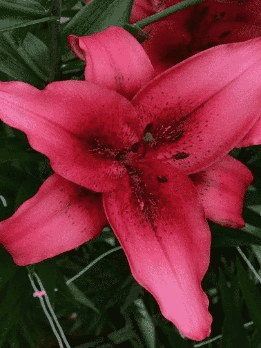 Лилия November Rain