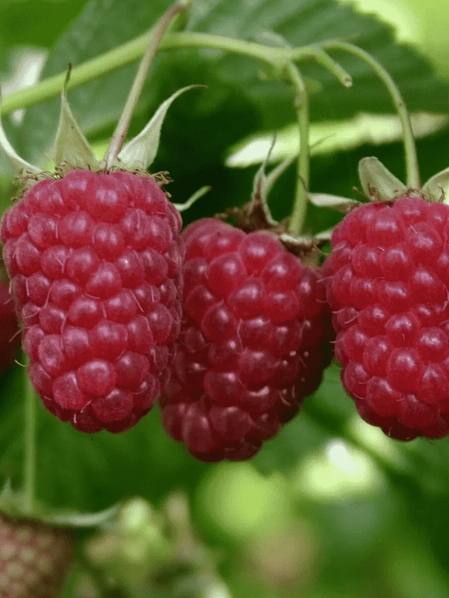 Малина обыкновенная Таганка