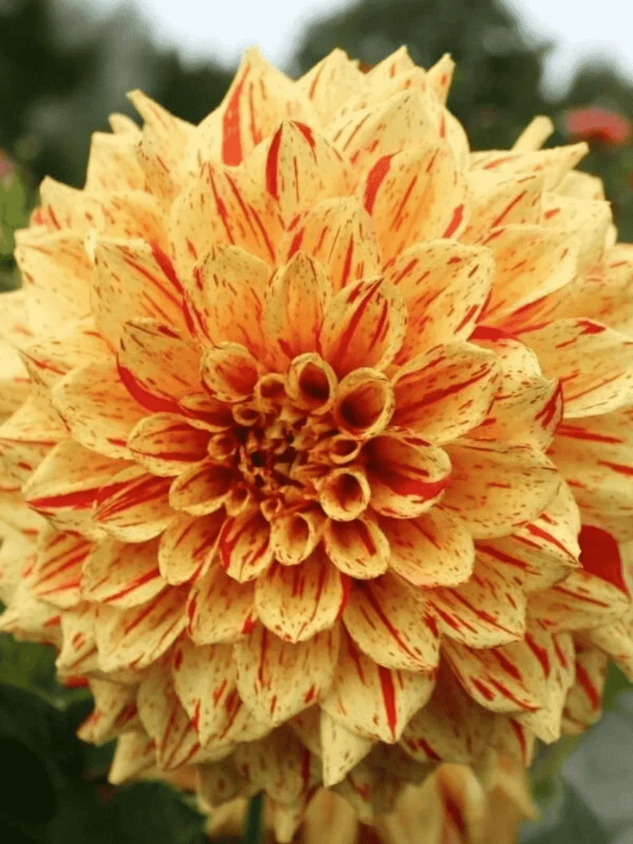 Георгина Cambridge