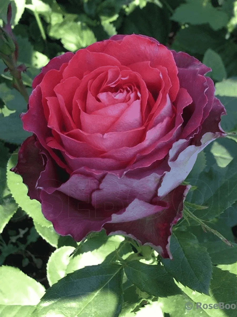 Роза чайно-гибридная Guinness