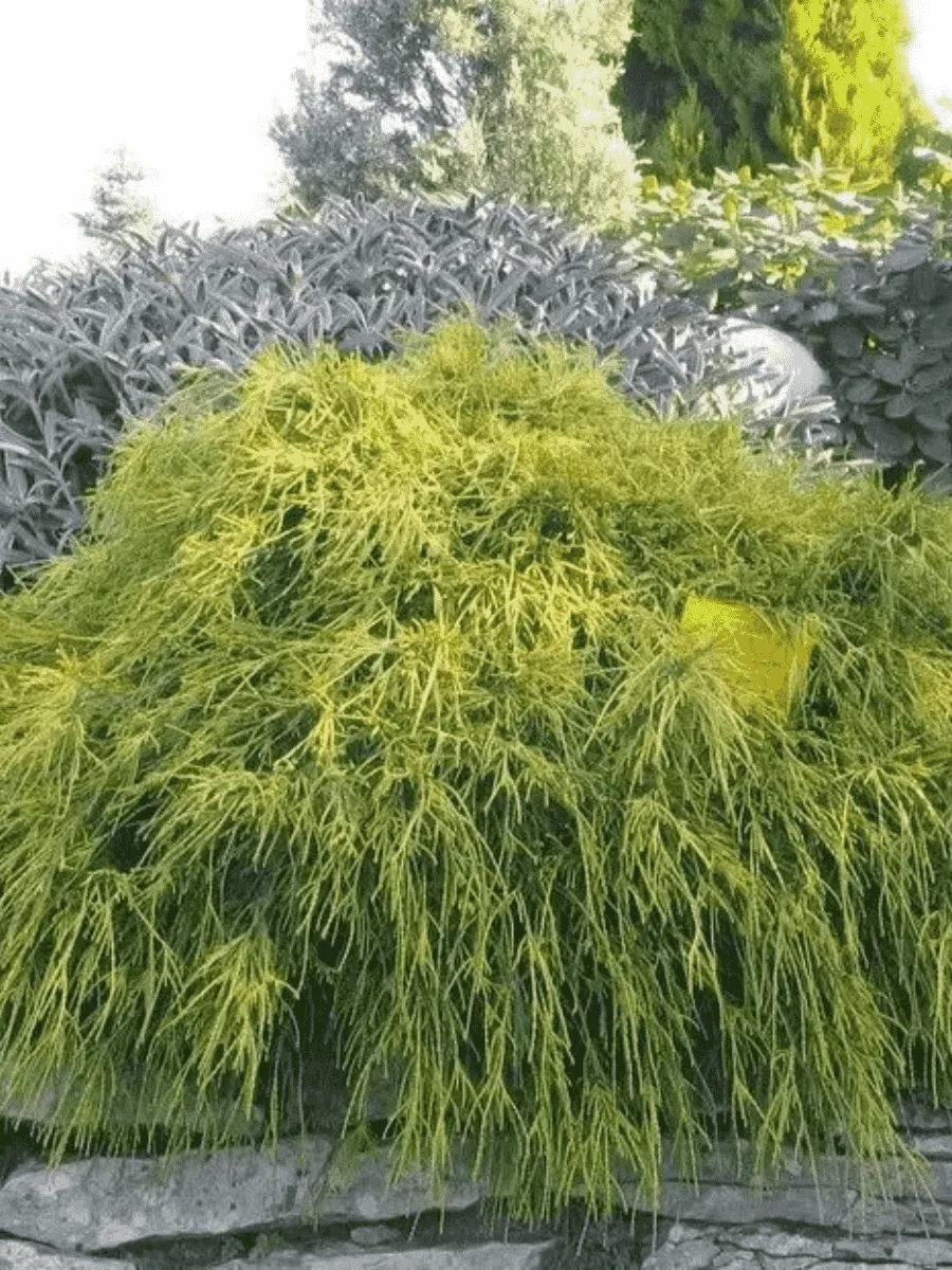 Кипарисовик горохоплодный Sungold Кипарисовик горохоплодный Sungold