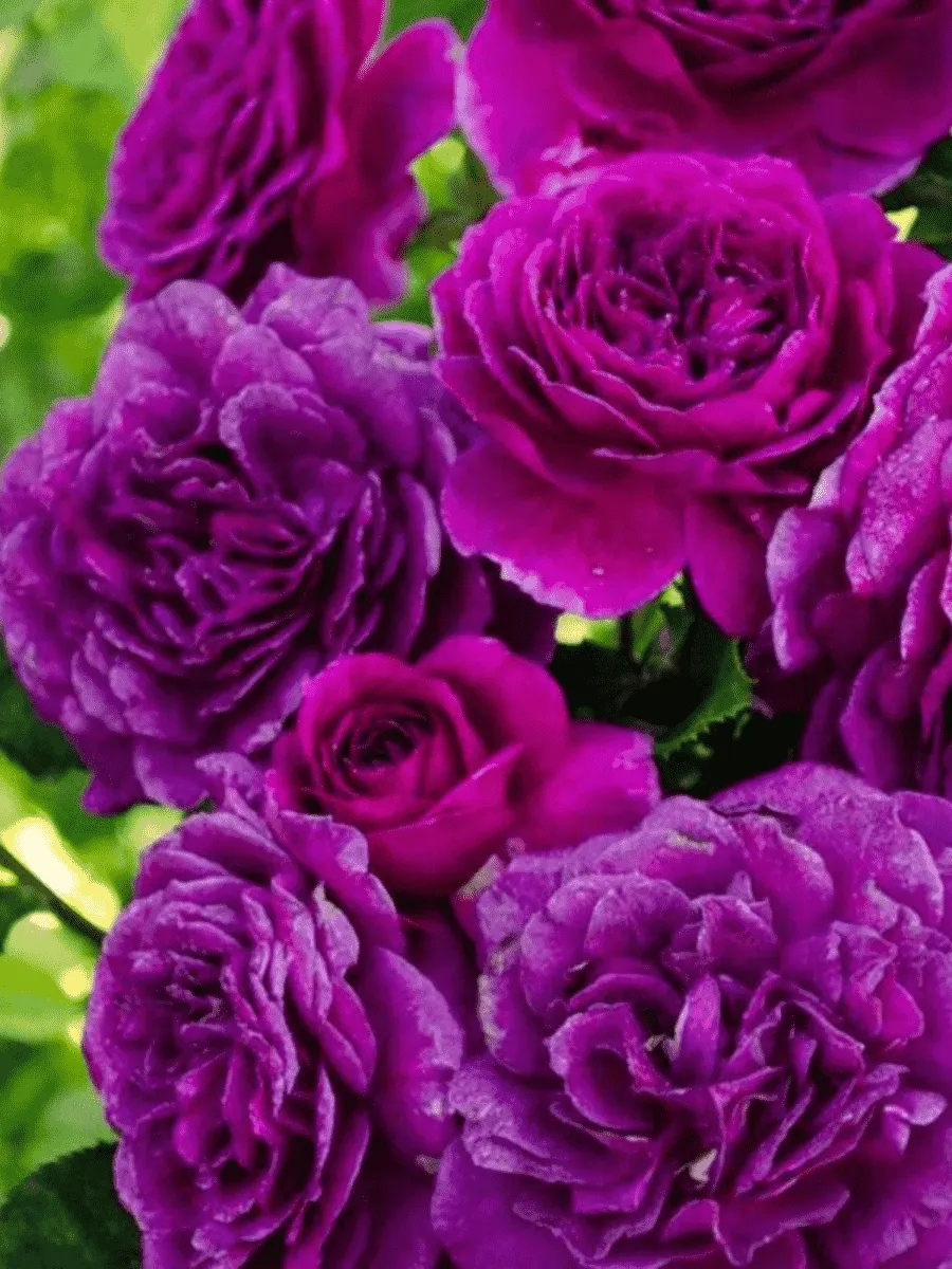 Роза флорибунда Ebb Tide