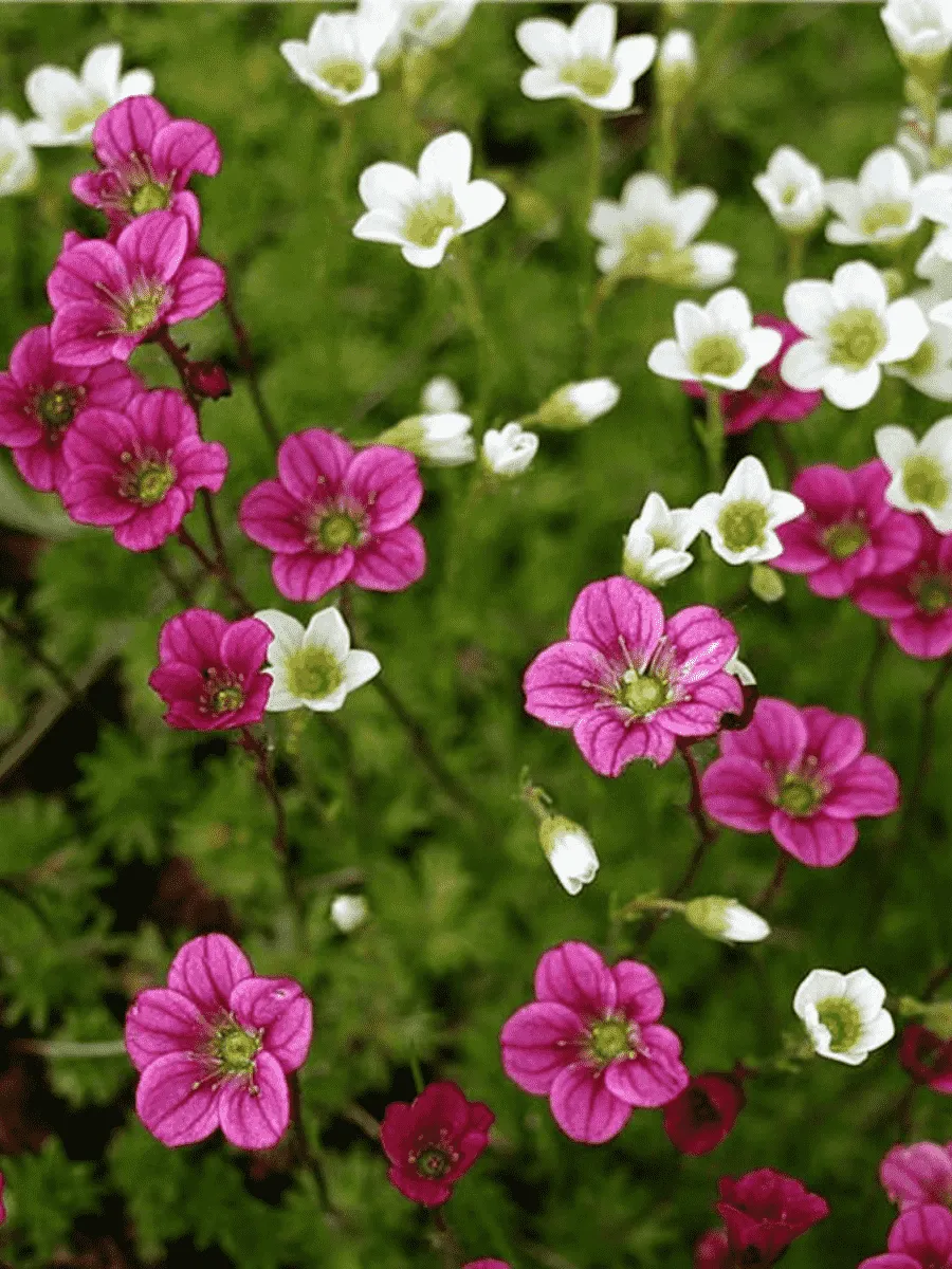 Камнеломка Арендса Mix