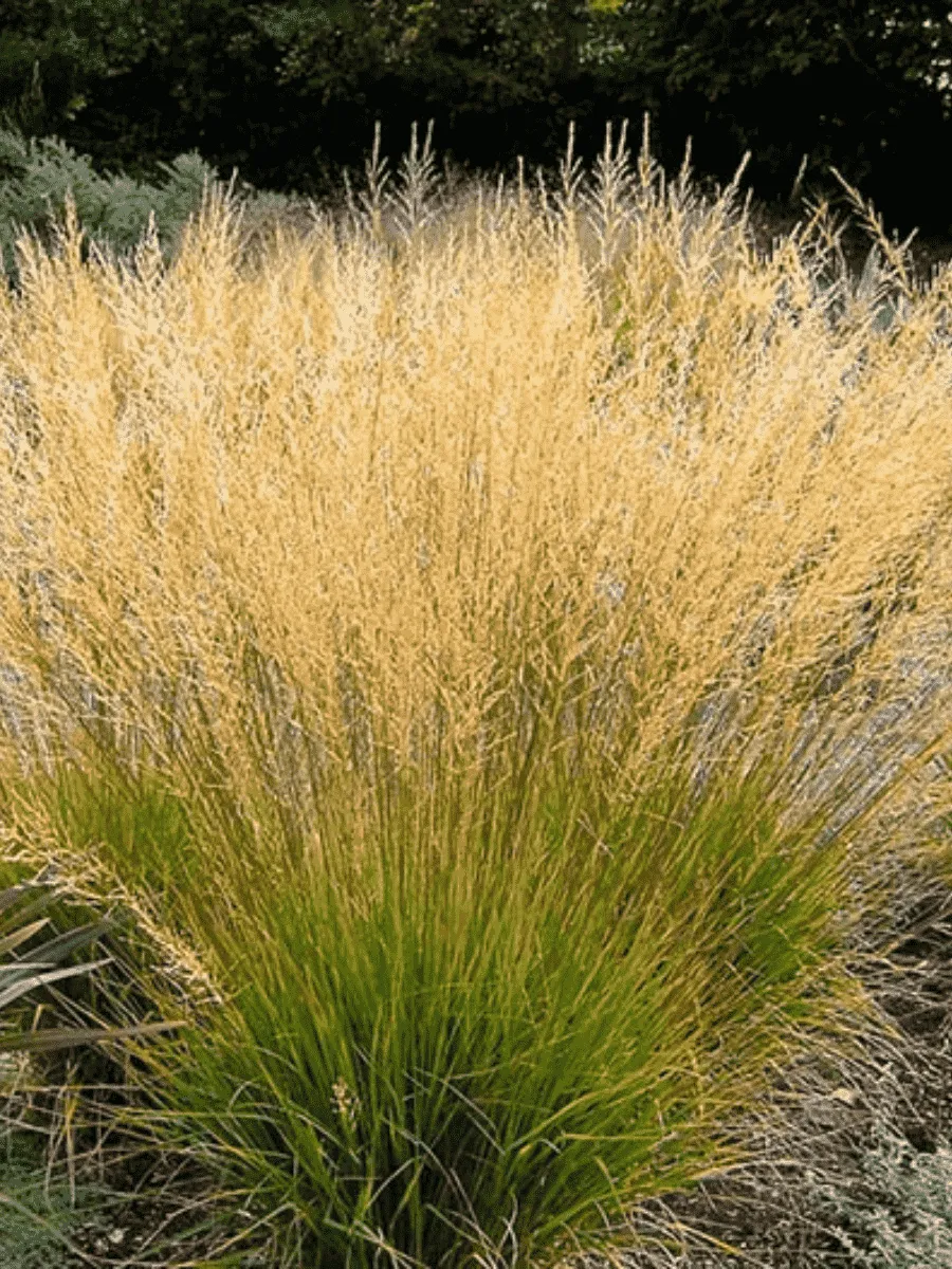 Молиния голубая