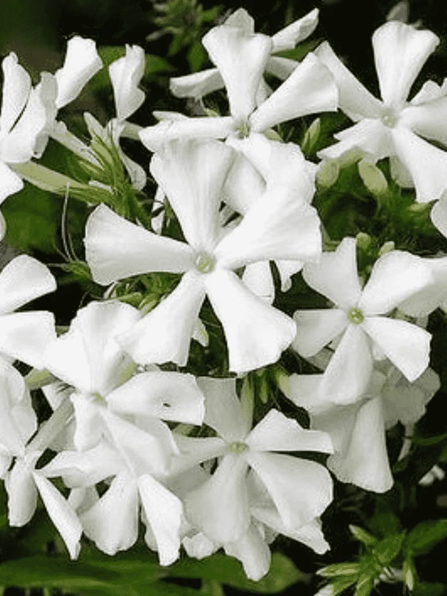 Флокс метельчатый Casablanca