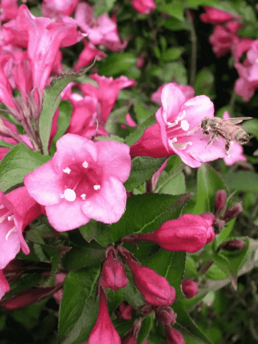 Вейгела цветущая Minuet Вейгела цветущая Minuet