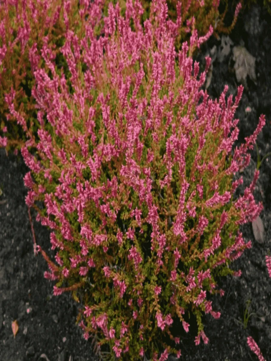 Вереск обыкновенный Bonita