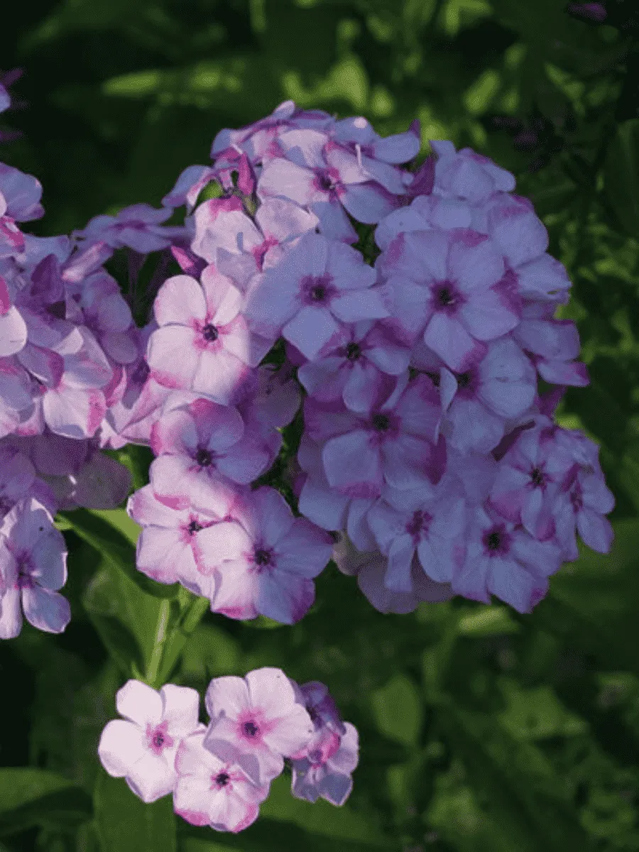 Флокс метельчатый Модница