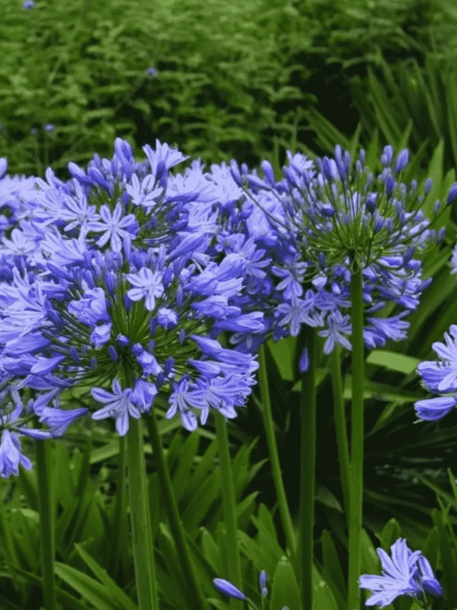 Агапантус зонтичный Blue Triumphator Агапантус зонтичный Blue Triumphator